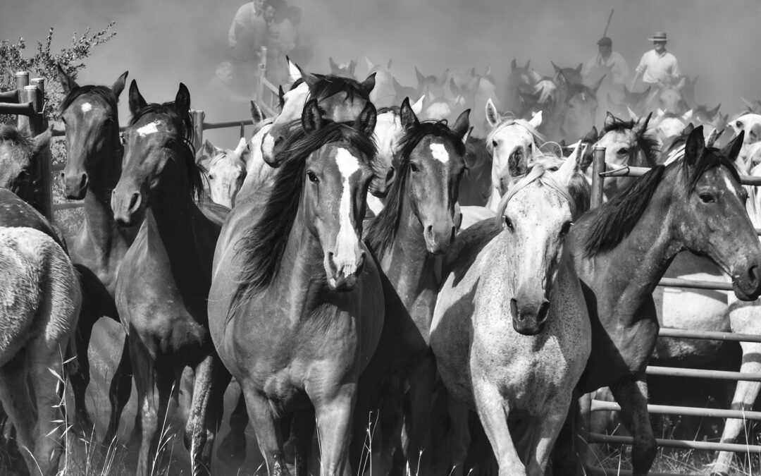 “CRINES DE DOÑANA” DE JUAN DURÁN