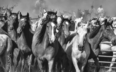 “CRINES DE DOÑANA” DE JUAN DURÁN